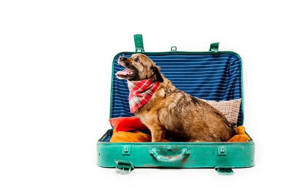 Schattige Hond Geopende Tas Witte Achtergrond — Stockfoto