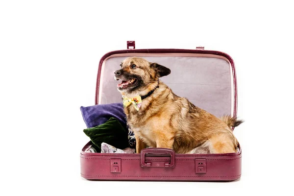 Beyaz Arka Plan Üzerinde Açılan Çanta Sevimli Köpek — Stok fotoğraf