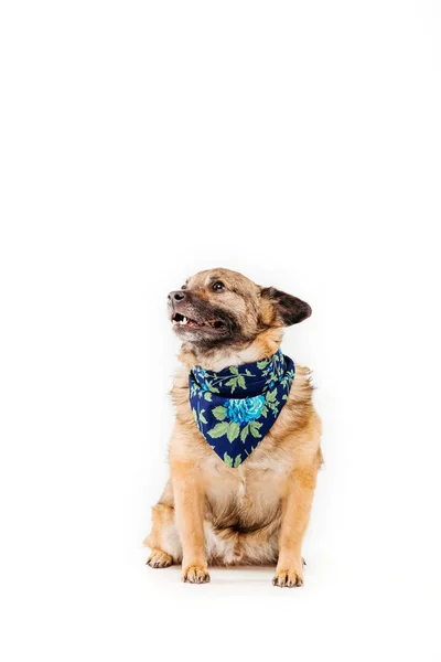 白い背景に首にスカーフを持つかわいい犬 — ストック写真
