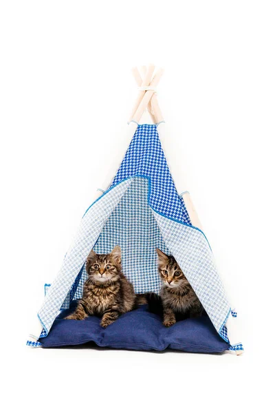 Gatos Wigwam Frente Fundo Branco — Fotografia de Stock