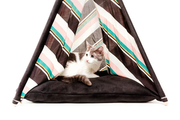 beyaz arka plan önünde wigwam kedi