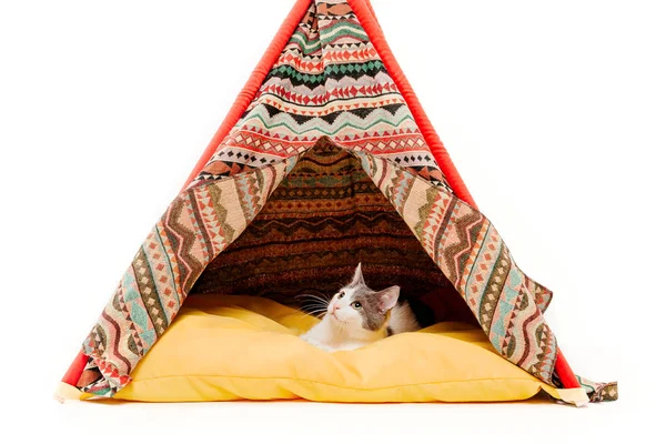 beyaz arka plan önünde wigwam kedi