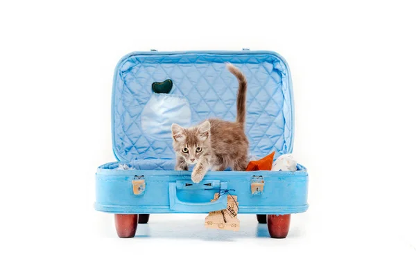Кошка Синей Сумкой Белом Фоне — стоковое фото