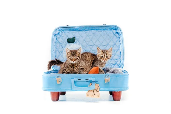 Cats Blue Bag Front White Background — Stock Photo, Image