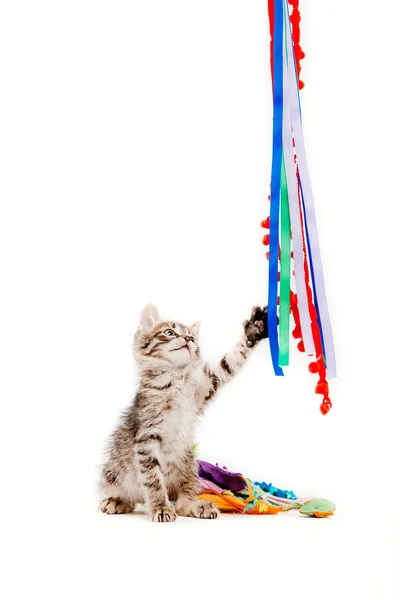 Gato Brincando Com Fitas Frente Fundo Branco — Fotografia de Stock