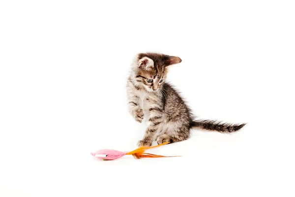 Gato Brincando Com Brinquedo Macio Frente Fundo Branco — Fotografia de Stock