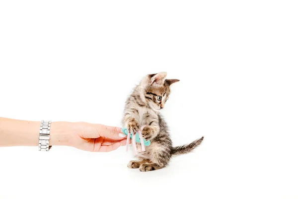 Gato Brincando Com Brinquedo Macio Frente Fundo Branco — Fotografia de Stock