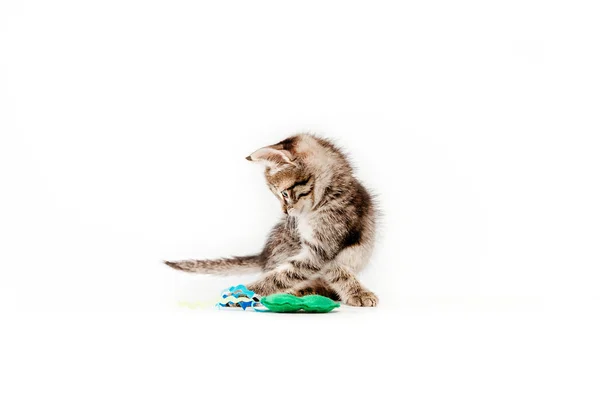Macska Játszik Puha Játék Előtt Fehér Háttér — Stock Fotó