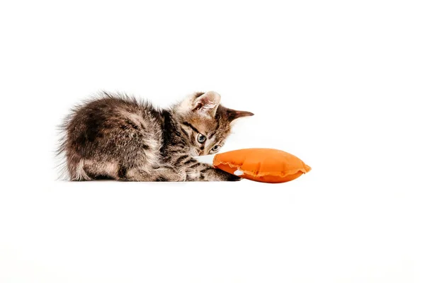 Cat Playing Soft Toy Front White Background — Stock Photo, Image