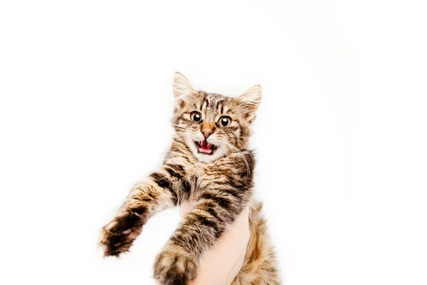 Mão Gato Segurando Humano Frente Fundo Branco — Fotografia de Stock