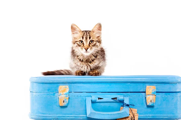 Cat Blue Bag Front White Background — Stock Photo, Image