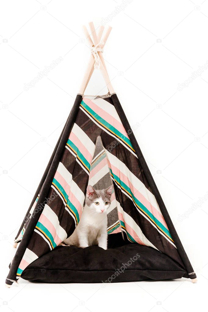 cat in wigwam in front of white background
