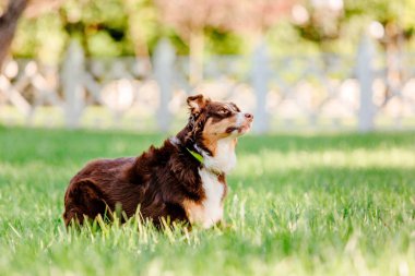 Gündüz vakti dışarıda poz veren neşeli av köpeği.  
