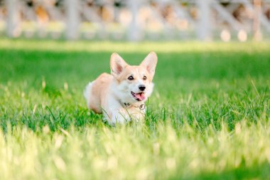 Oyuncu Pembroke Galli Corgi köpeği gündüz vakti dışarıda poz veriyor.  