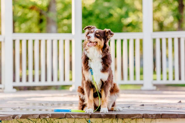 Playful Retriever Dog Posing Outdoors Daytime — Stock Photo, Image