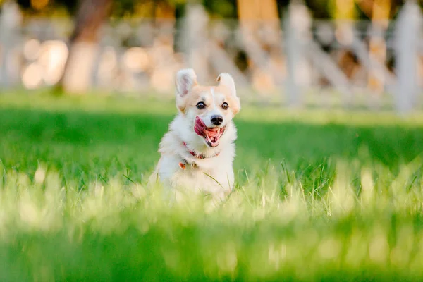 Игривая Валлийская Собака Пембрук Корги Позирует Открытом Воздухе Днем — стоковое фото