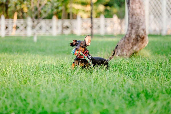 Игривая Собака Таксы Позирует Открытом Воздухе Дневное Время — стоковое фото