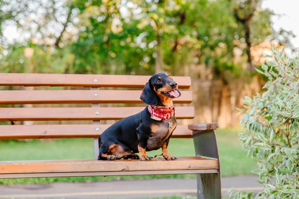 Brincalhão Dachshund Cão Sentado Banco Parque Durante Dia — Fotografia de Stock