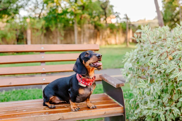 Brincalhão Dachshund Cão Sentado Banco Parque Durante Dia — Fotografia de Stock