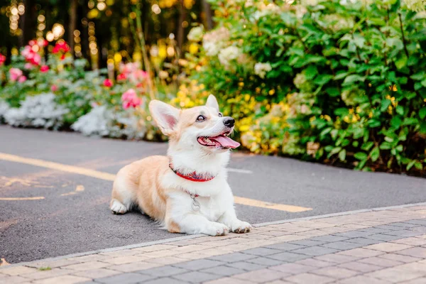 Juguetón Pembroke Galés Corgi Perro Posando Aire Libre Día —  Fotos de Stock