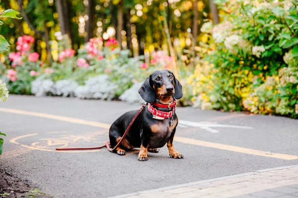 Παιχνιδιάρικο Σκυλί Dachshund Ποζάρουν Εξωτερικούς Χώρους Την Ημέρα — Φωτογραφία Αρχείου