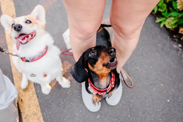 Пембрук Вельш Коргі Dachshund Собаки Вистрибують Вулицю Вдень — стокове фото