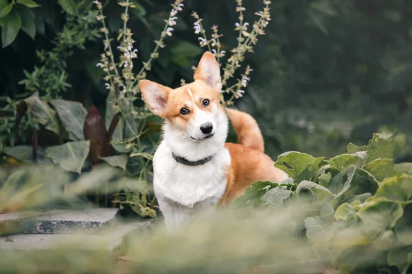 Brincalhão Pembroke Galês Corgi Cão Posando Livre Durante Dia — Fotografia de Stock