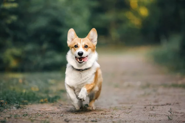 爱玩的彭布罗克威尔士科尔吉犬白天在户外摆姿势 — 图库照片