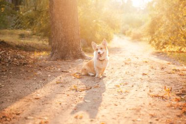 Oyuncu Pembroke Galli Corgi köpeği gündüz vakti dışarıda poz veriyor.  