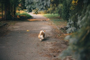 Oyuncu Pembroke Galli Corgi köpeği gündüz vakti dışarıda poz veriyor.  