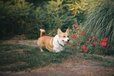 Oyuncu Pembroke Galli Corgi köpeği gündüz vakti dışarıda poz veriyor.  