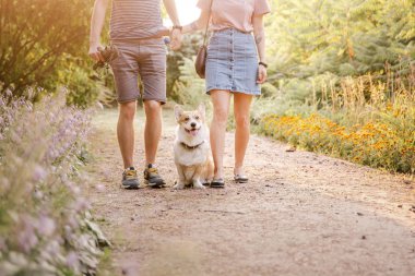 Oyuncu Pembroke Galli Corgi köpeği gündüz vakti sahiplerinin yanında poz veriyor.  