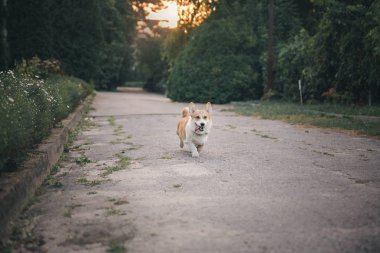 Oyuncu Pembroke Galli Corgi köpeği gündüz vakti dışarıda poz veriyor.  