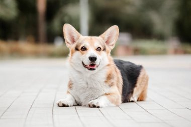 Oyuncu Pembroke Galli Corgi köpeği gündüz vakti dışarıda poz veriyor.  