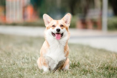 Oyuncu Pembroke Galli Corgi köpeği gündüz vakti dışarıda poz veriyor.  