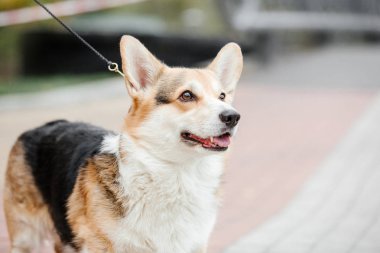 Oyuncu Pembroke Galli Corgi köpeği gündüz vakti dışarıda poz veriyor.  
