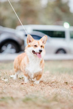 Oyuncu Pembroke Galli Corgi köpeği gündüz vakti dışarıda poz veriyor.  