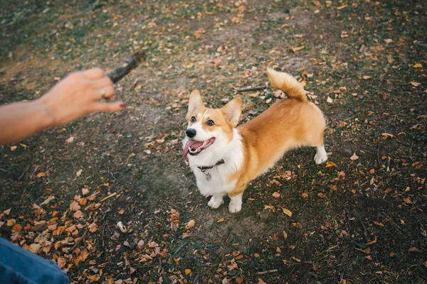 Leikkisä Pembroke Welsh Corgi Koira Odottaa Keppiä Ulkona Päivällä — kuvapankkivalokuva