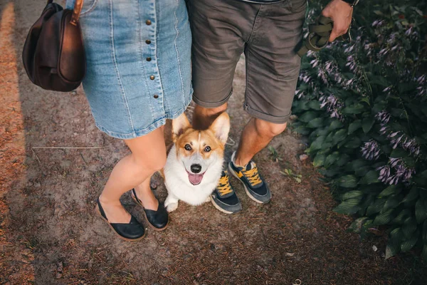 Oyuncu Pembroke Galli Corgi Köpeği Gündüz Vakti Sahiplerinin Yanında Poz — Stok fotoğraf