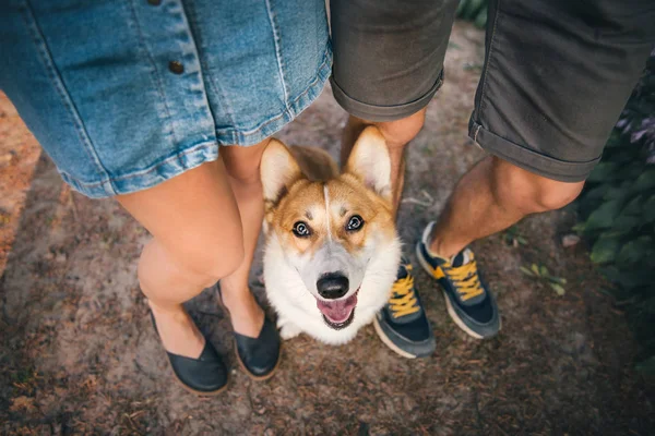 Verspielter Pembroke Walisischer Corgi Hund Posiert Tagsüber Der Nähe Von — Stockfoto