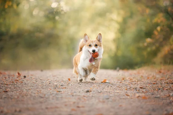 Παιχνιδιάρικο Σκυλί Pembroke Ουαλίας Corgi Ποζάρουν Εξωτερικούς Χώρους Την Ημέρα — Φωτογραφία Αρχείου
