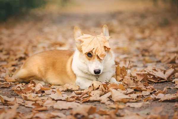 Chien Pembroke Welsh Corgi Ludique Posant Extérieur Pendant Journée — Photo