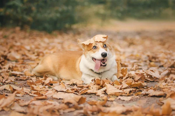 Zabawy Pembroke Walijski Pies Corgi Pozowanie Zewnątrz Dzień — Zdjęcie stockowe