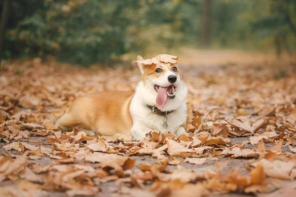 爱玩的彭布罗克威尔士科尔吉犬白天在户外摆姿势 — 图库照片