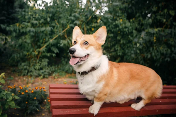 Παιχνιδιάρικο Σκυλί Pembroke Ουαλίας Corgi Ποζάρουν Εξωτερικούς Χώρους Την Ημέρα — Φωτογραφία Αρχείου