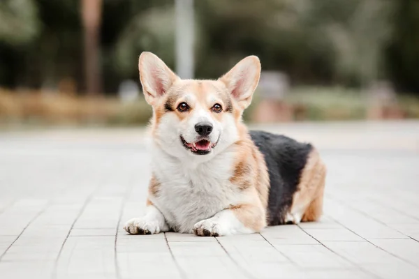 Játékos Pembroke Welsh Corgi Kutya Pózol Szabadban Nappal — Stock Fotó