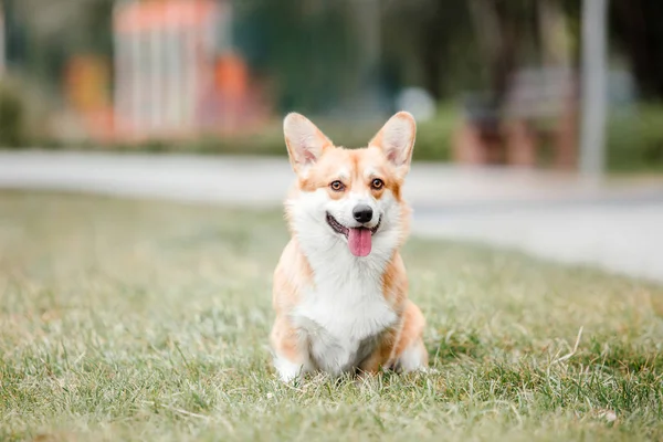 爱玩的彭布罗克威尔士科尔吉犬白天在户外摆姿势 — 图库照片