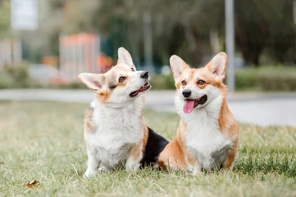 Hraví Pembroke Welsh Corgi Psi Pózují Venku Dne — Stock fotografie