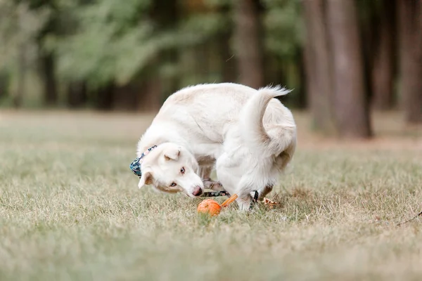 Gündüz Vakti Dışarıda Poz Veren Neşeli Beyaz Husky Köpeği — Stok fotoğraf