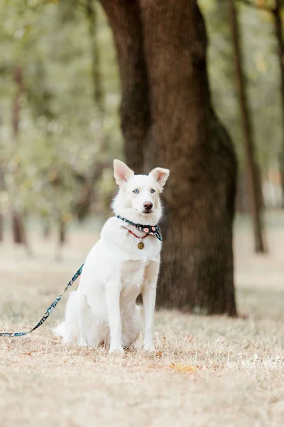 Playful White Husky Dog Posing Outdoors Daytime — Stock Photo, Image